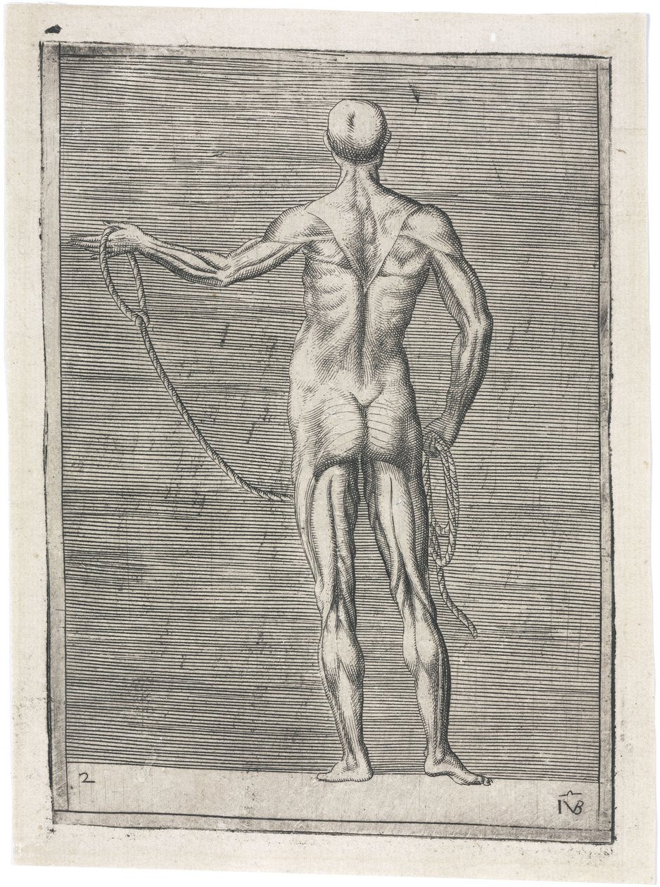 Muskeln Anatomische Studie der männlichen Muskulatur; Mann hält ein Seil, ca. 1555 von Frederick (attr. to) Barnard