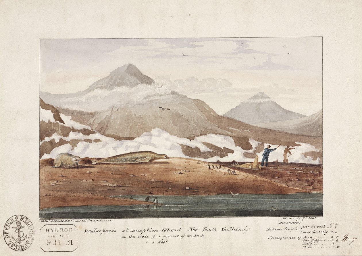 Seeleoparden auf Deception Island, Neue Süd-Shetlandinseln, 7. Januar von John Pardon