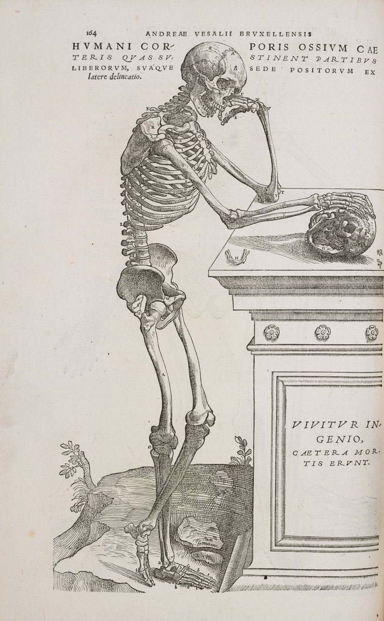 Skelette Ein menschliches artikuliertes Skelett von der Seite gesehen von Frederick (attr. to) Barnard