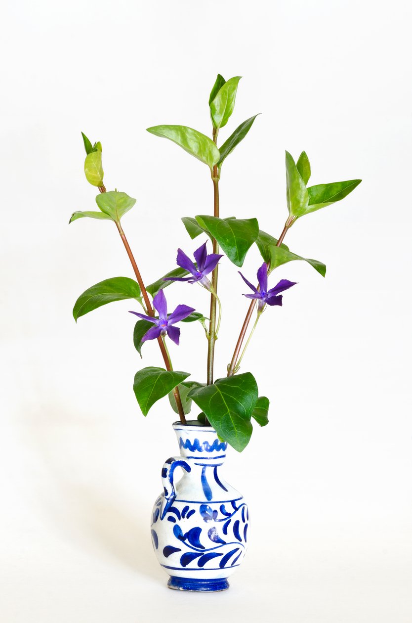 Drei Stängel des Großen Immergrüns (Vinca major) blühend in einer Vase von . .