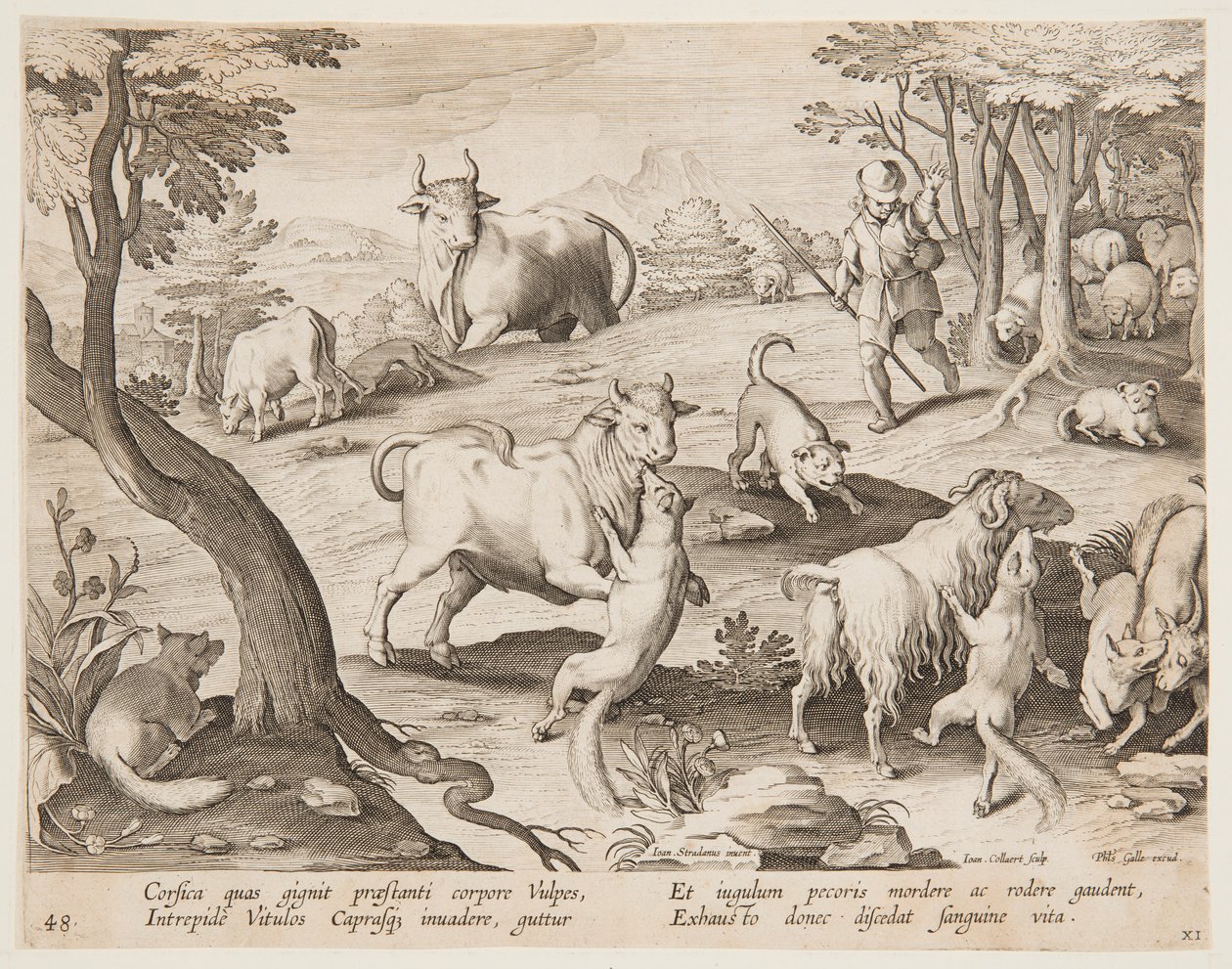Bullen und Ziegen, die von Füchsen angegriffen werden von after Jan van der Straet, called Stradanus