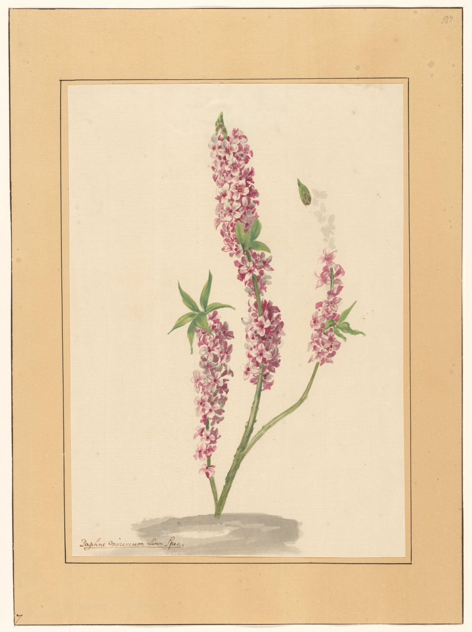 Roter Pfefferbaum auf einem Grund von familie Van der Vinne (attributed to)