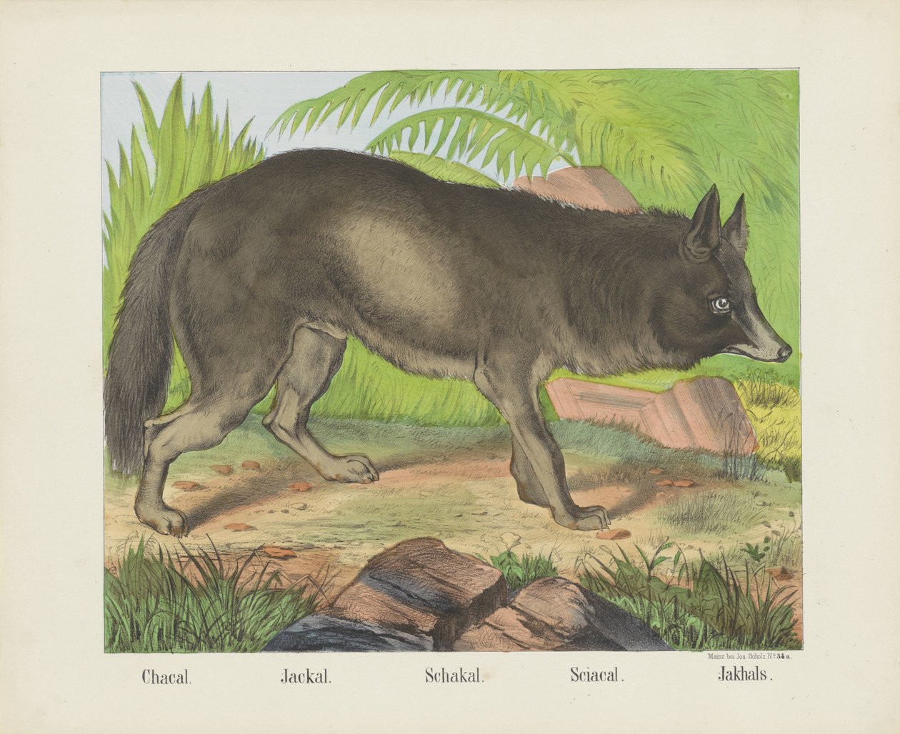 Schakal von firma Joseph Scholz