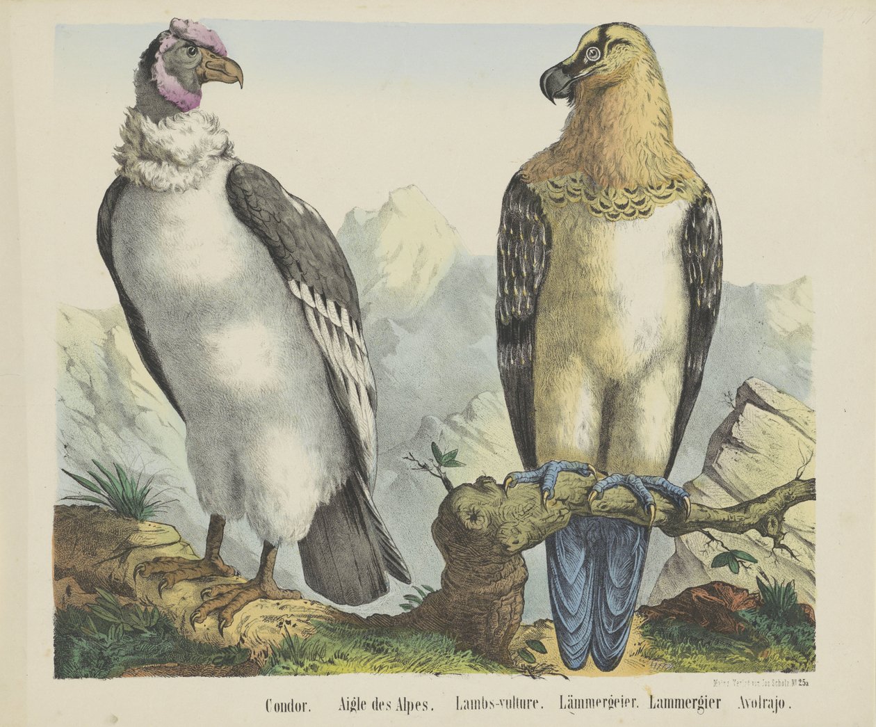 Kondor / Alpenadler / Lämmergeier von firma Joseph Scholz