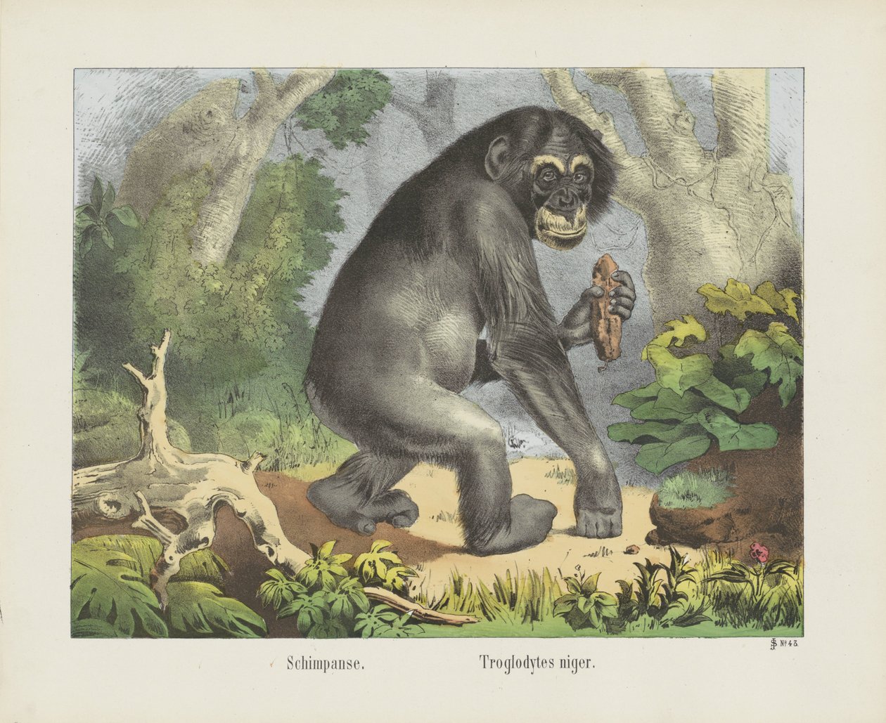 Schimpanse. / Troglodytes niger (Titel auf dem Objekt) von firma Joseph Scholz
