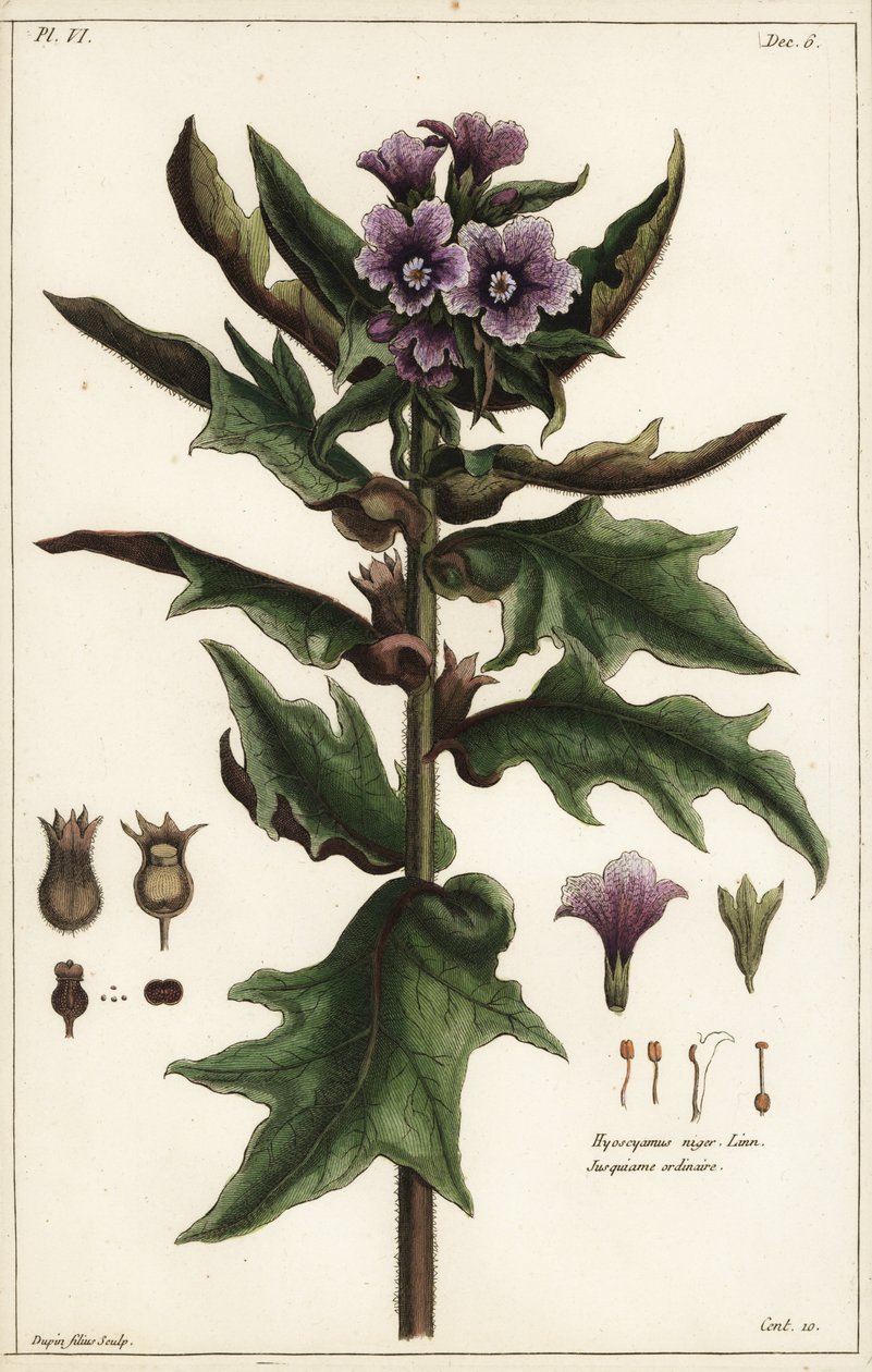 Schwarzes Bilsenkraut, Hyoscyamus niger Linn von the Younger Dupin