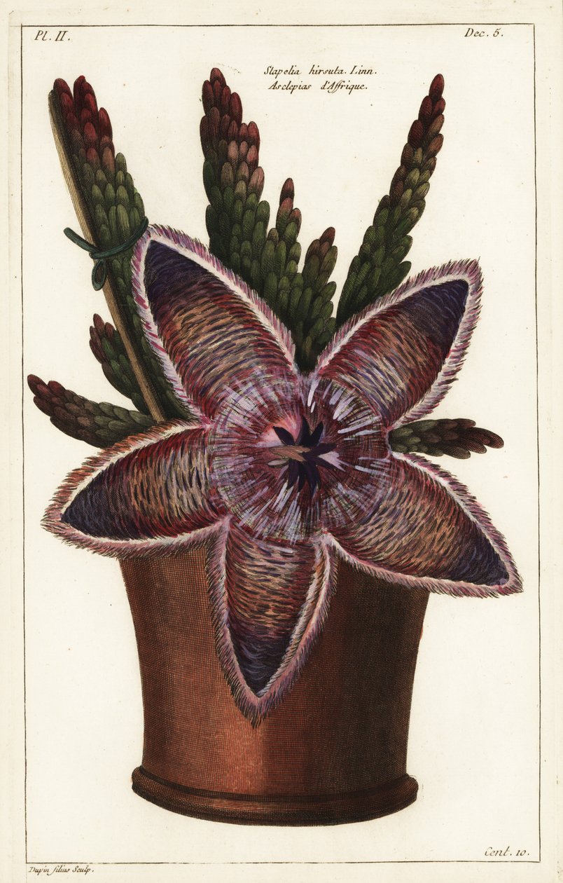 Aasblume, Stapelia hirsuta von the Younger Dupin