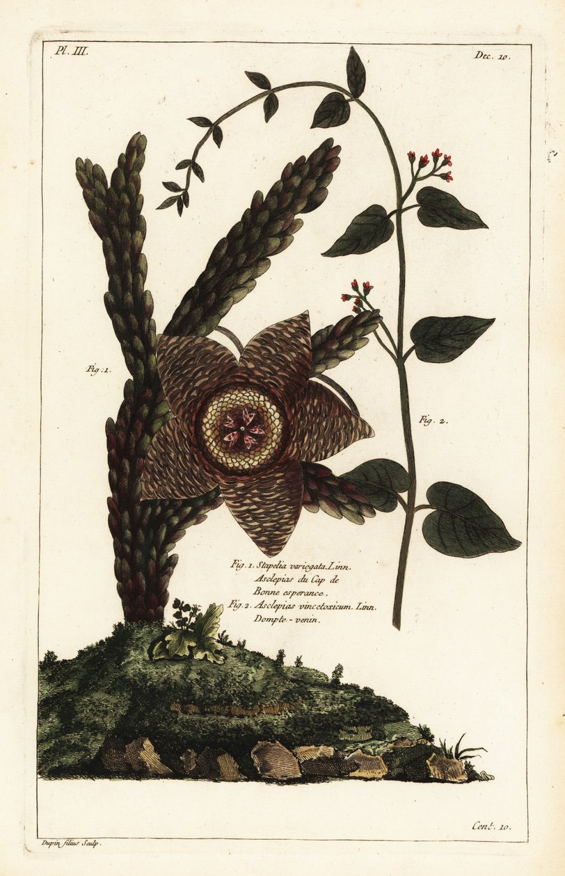 Seesternpflanze, Orbea variegata und weiße Schwalbenwurz, Vincetoxicum hirundinaria von the Younger Dupin