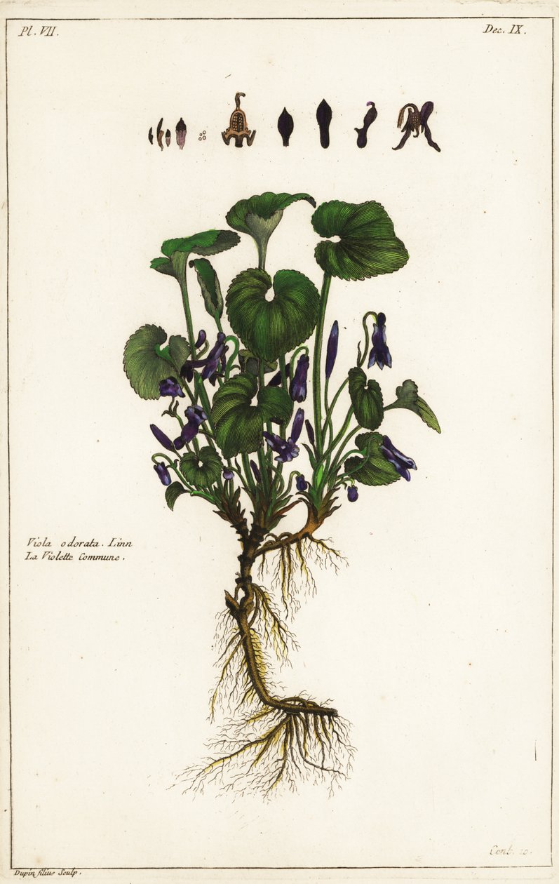 Duftveilchen, Viola odorata, Linn von the Younger Dupin