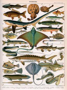 Illustration von Meeresfischen, ca. 1905-10 von (after) Alillot