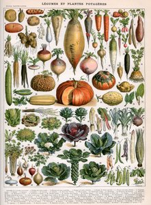 Illustration von Gemüsearten, ca. 1905-10