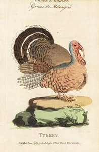 Truthahn, Meleagris gallopavo