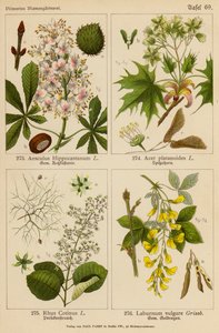 Aesculus Hippocastanum, Acer Platanoides, Rhus Cotinus, Laburnum Vulgare (Farblithografie) von (after) German School