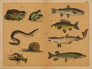 Amphibien, Weichtiere und Fische (Farblithografie) von (after) German School