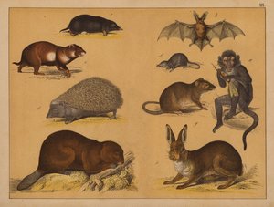 Tiere von (after) German School