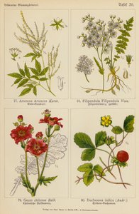 Aruncus Aruncus, Filipendula Filipendula, Geum Chilense, Duchesnea Indica von (after) German School