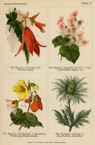 Begonia Boliviensis, Begonia Semperflorens, Begonia Tuberhybrida, Eryngium Alpinum von (after) German School