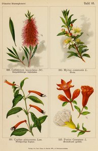 Callistemon Lanceolatus, Myrtus Communis, Cuphea Platycentra, Punica Granatum von (after) German School