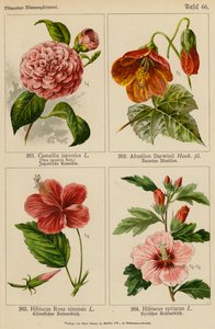 Camellia Japonica, Abutilon Darwinii, Hibiscus Rosa Sinensis, Hibiscus Syriacus von (after) German School