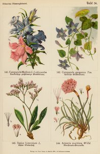 Campanula Medium, Campanula Garganica, Statice Limonium, Armeria Maritima von (after) German School