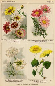 Chrysanthemum Carinatum, Chrysanthemum Roseum, Matricaria Inodora, Doronicum Caucasicum (Farblithografie) von (after) German School