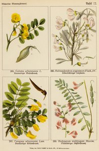 Colutea Arborescens, Halimodendron Argenteum, Caragana Arborescens, Hedysarum Multijugum von (after) German School