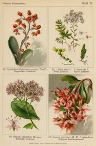 Cotyledon (Echeveria) Retusa, Sedum Album, Sedum Acre, Sedum Spectabile, Sedum Spurium von (after) German School