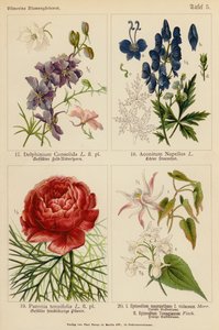 Delphinium Consolida, Aconitum Napellus, Paeonia Tenuifolia, Epimedium Macranthum F Violaceum, Epimedium Youngianum von (after) German School