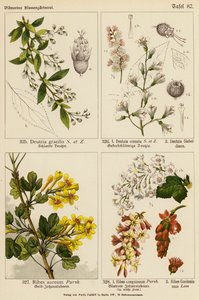 Deutzia Gracilis, Deutzia Crenata, Deutzia Sieboldiana, Ribes Aureum, Ribes Sanguineum, Ribes Gordonianum von (after) German School