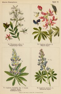 Dictamnus Albus, Lupinus Pilosus, Lupinus Mutabilis, Lupinus Perennis (Farblithografie) von (after) German School