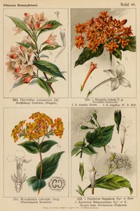 Diervillea Coraeensis, Bouvardia Hybrida, Bouvardia Leiantha, Bouvardia Longiflora, Rondeletia Odorata, Eupatorium Haageanum, Eupatorium Weinmaunianum von (after) German School