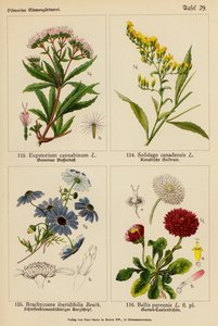 Eupatorium Cannabinum, Solidago Canadensis, Brachycome Iberidifolia, Bellis Perennis von (after) German School