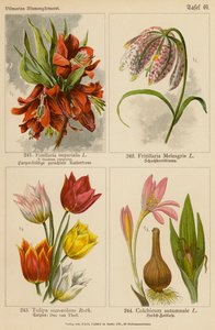 Fritillaria Imperialis, Fritillaria Meleagris, Tulipa Suaveolens, Colchicum Autumnale von (after) German School