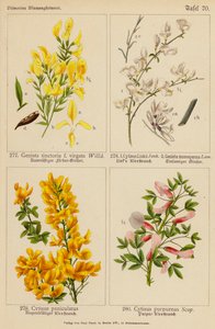 Genista Tinctoria, Cytisus Linkii, Genista Monosperma, Cytisus Paniculatus, Cytisus Purpureus von (after) German School