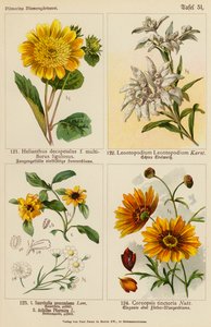 Helianthus Decapetalus, Leontopodium Leontopodium, Sanvitalia Procumbens, Achillea Ptarmica, Coreopsis Tinctoria von (after) German School