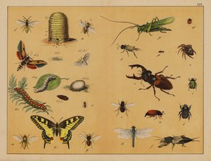 Insekten