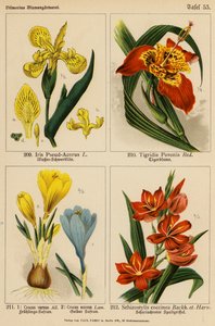 Iris Pseud-Acorus, Tigridia Pavonia, Crocus Vernus, Crocus Aureus, Schizostylis Coccinea von (after) German School