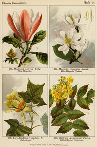 Magnolia Obovata, Magnolia Conspicua, Liriodendron Tulipifera, Berberis Aquifolium von (after) German School