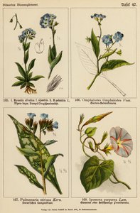 Myosotis Silvatica, Myosotis Palustris, Omphalodes Omphalodes, Pulmonaria Stiriaca, Ipomoea Purpurea von (after) German School