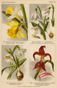 Narcissus Pseudo-Narcissus, Galanthus, Leucojum Vernum, Sprekelia Formosissima von (after) German School
