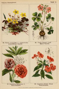 Oxalis Corniculata, Oxalis Deppei, Impatiens Balsamina, Impatiens Sultani von (after) German School