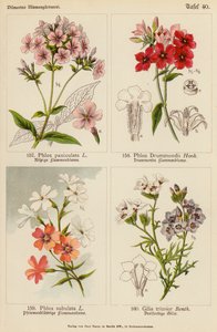 Phlox Paniculata, Phlox Drummondii, Phlox Subulata, Gilia Tricolor von (after) German School
