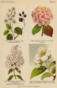 Pirus Canadensis, Hydrangea Opulodes, Hydrangea Paniculata, Philadelphus Grandiflorus von (after) German School