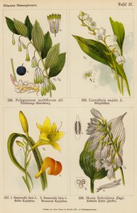 Polygonatum Multiflorum, Convallaria Majalis, Hemerocallis Flava, Hemerocallis Fulva, Hostia Sieboldiana von (after) German School