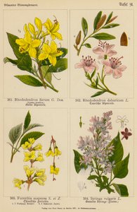 Rhododendron Flavum, Rhododendron Dahuricum, Forsythia Suspensa, Syringa Vulgaris (Farblithografie) von (after) German School