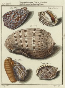 Muscheln von (after) German School