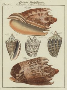 Muscheln von (after) German School