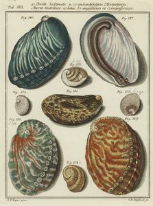 Muscheln von (after) German School