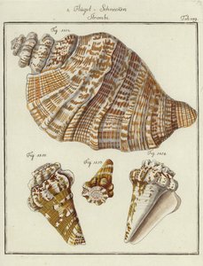 Muscheln (kolorierte Gravur) von (after) German School