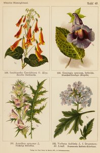 Smithiantha Geroldtiana, Sinningia Speciosa, Acanthus Spinosus, Verbena Aubletia von (after) German School